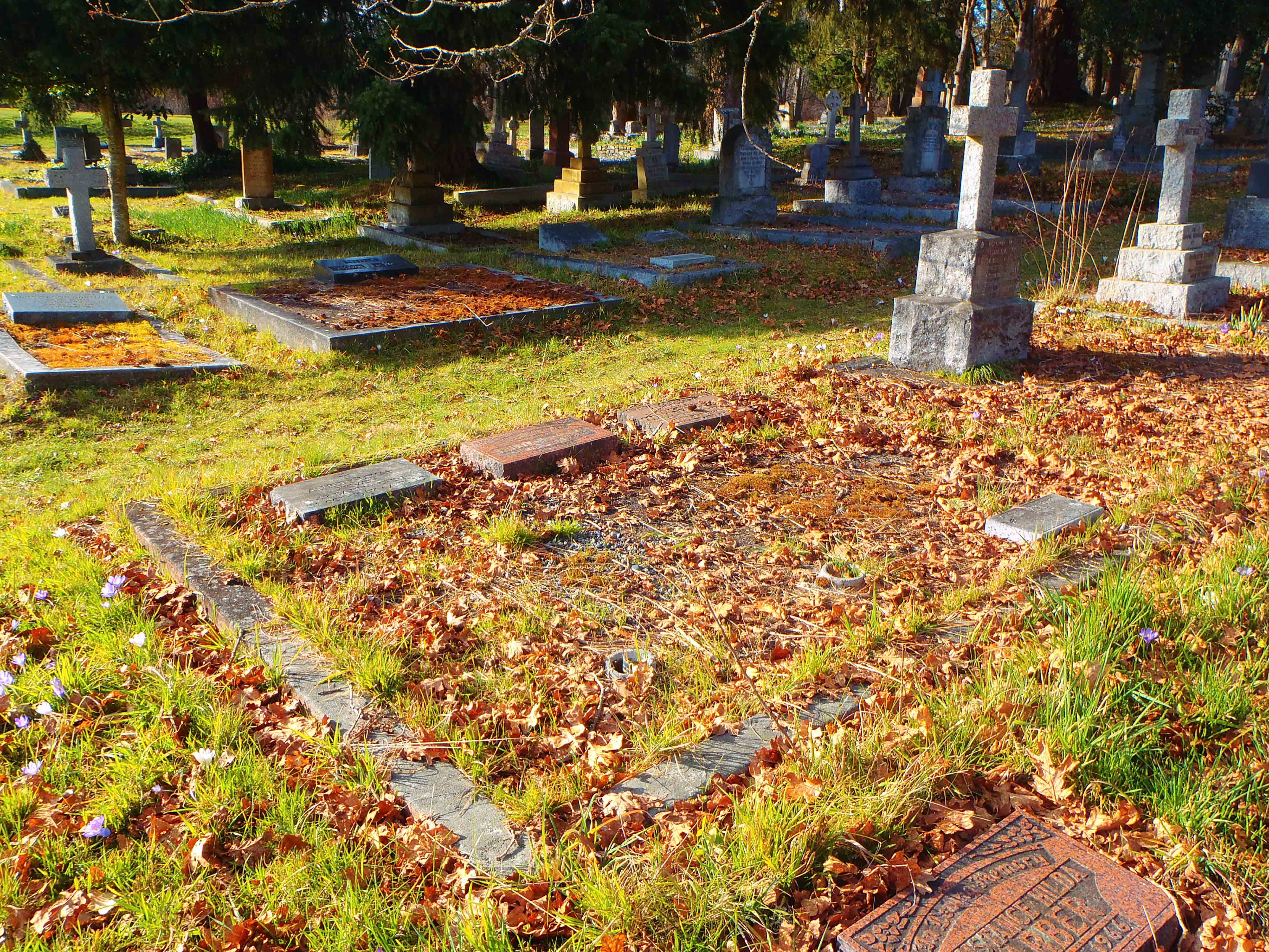 Alfred Hinton Lomas grave site